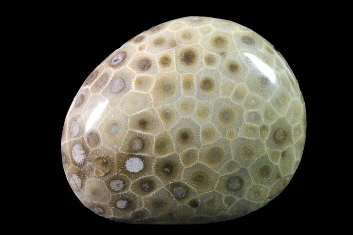 Polished Petoskey Stone (Fossil Coral) - Michigan #162049